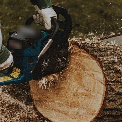 Saw cutting a round off a log on the ground