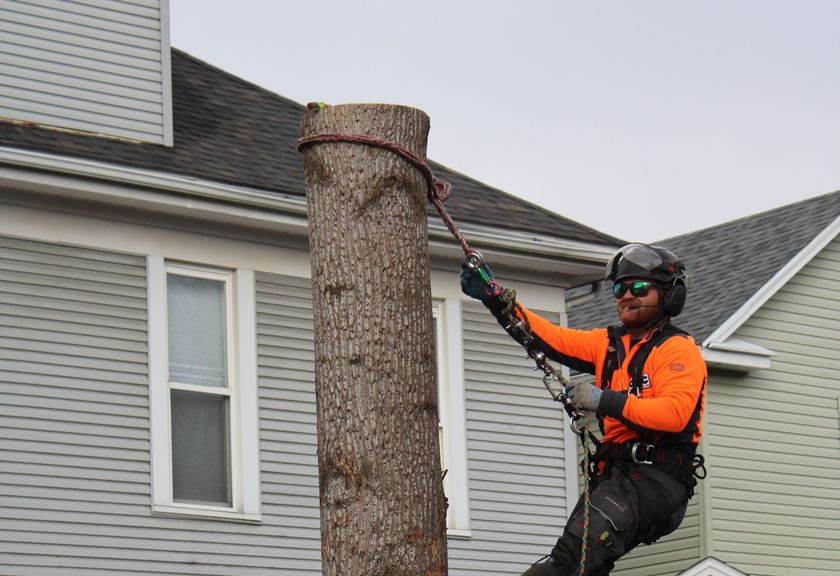 Climber spiked onto a bare trunk next to a two-story house