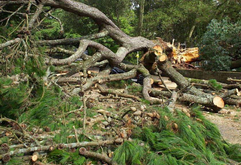 Storm-felled tree partly cut into pieces