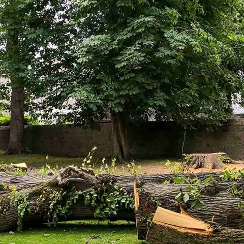 Trunk cut into lengths and laid out on the grass