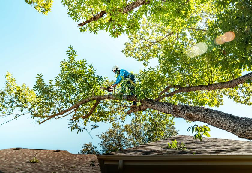 Worker out on a limb that reaches over a roof