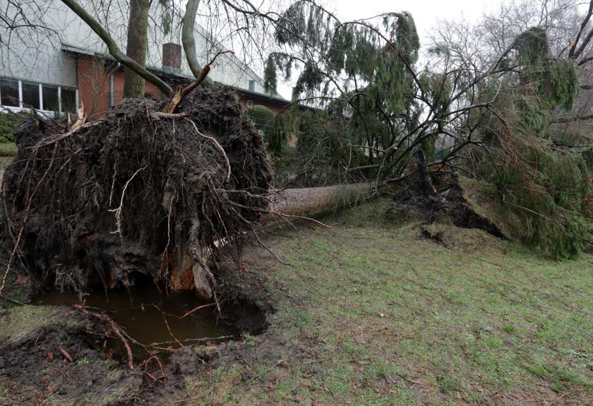 Tree tipped over with its roots pulled out of the ground